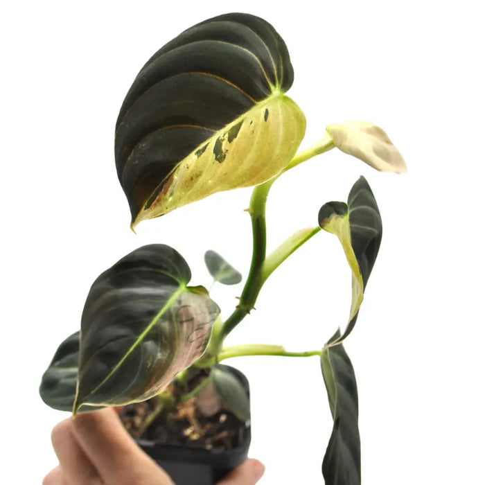 Philodendron melanochrysum variegata