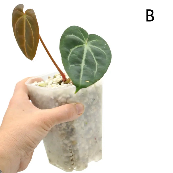 Anthurium papillilaminum x