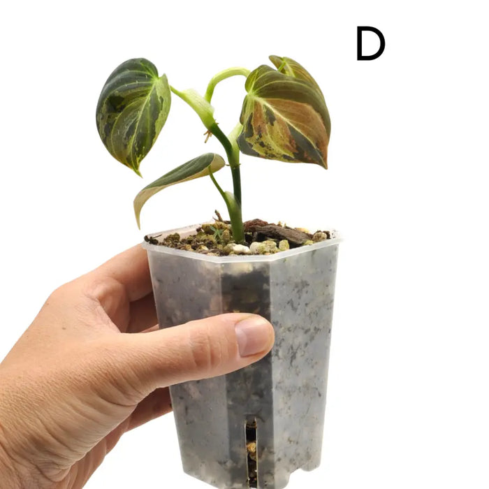 Philodendron melanochrysum variegata