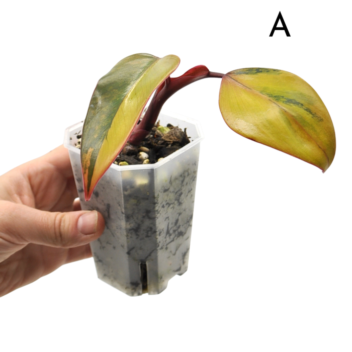 Philodendron Strawberry Shake