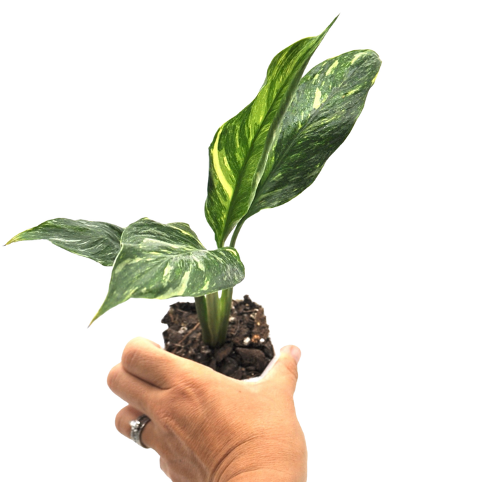jet diamond peace lily vs domino Spathiphyllum 'Jet Diamond' – Upright Variegated Peace Lily — Green My Space