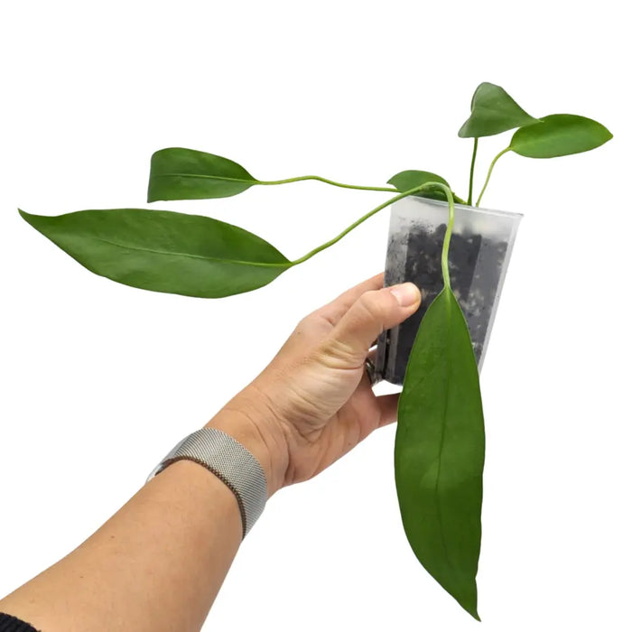 Anthurium vittarifolium
