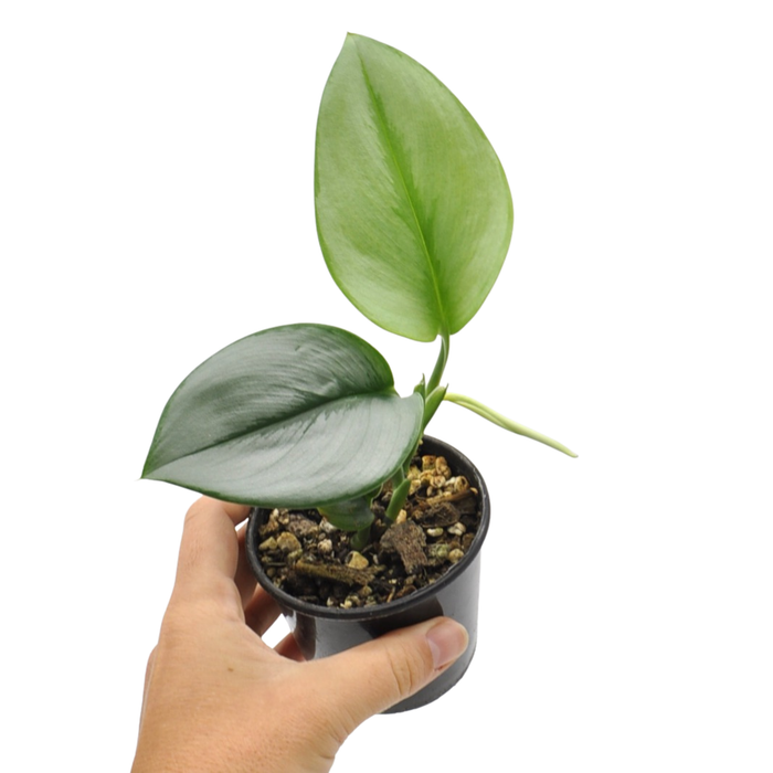 Scindapsus Treubii Moonlight