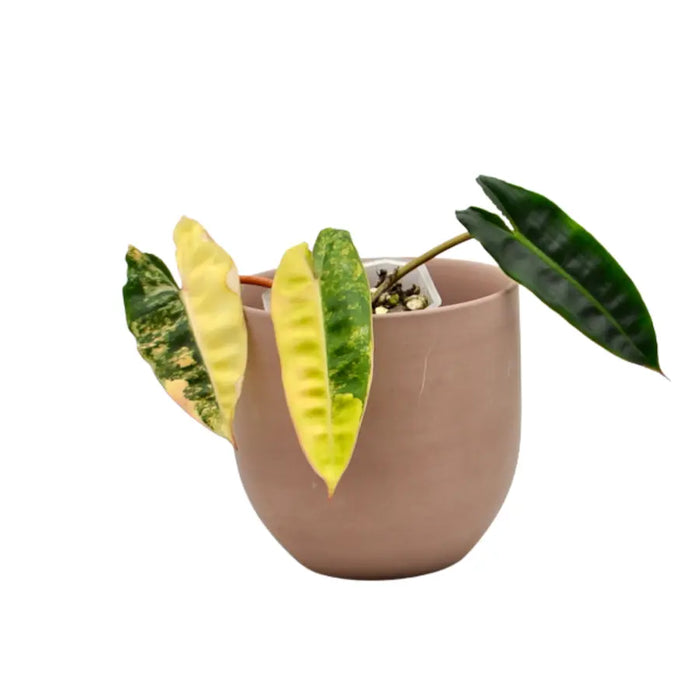 Philodendron Billietiae Variegata - soil