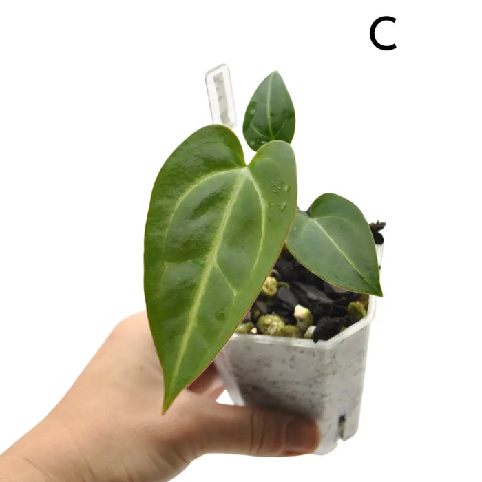 Anthurium (Magnificum x Sanguineum) X Wild Crystallinum