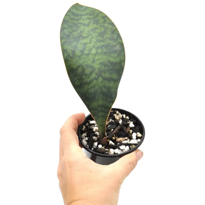 Sansevieria masoniana
