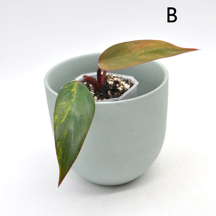Philodendron Strawberry Shake