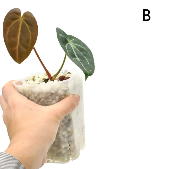 Anthurium papillilaminum x