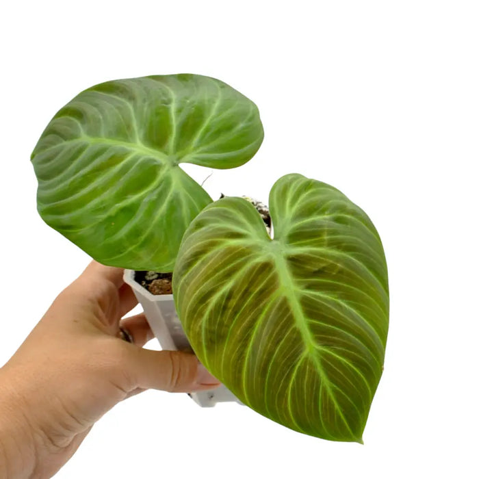 Philodendron rubrijuvenile (El Choco Red)