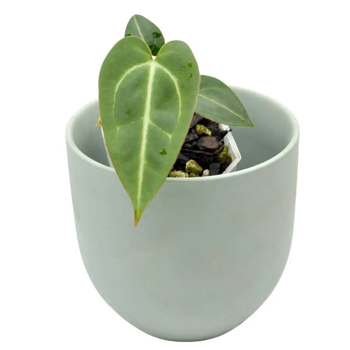 Anthurium (Magnificum x Sanguineum) X Wild Crystallinum
