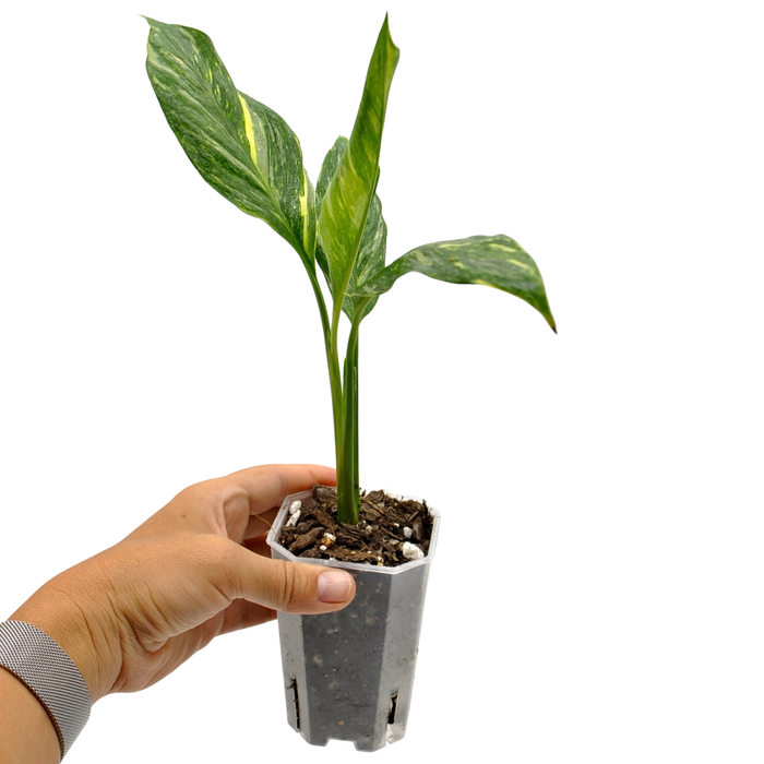 jet diamond peace lily Spathiphyllum 'Jet Diamond' – Upright Variegated Peace Lily — Green My Space