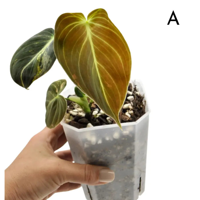 Philodendron melanochrysum variegata