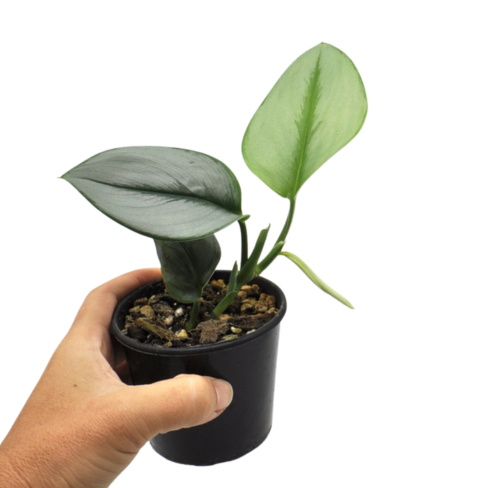 Scindapsus Treubii Moonlight