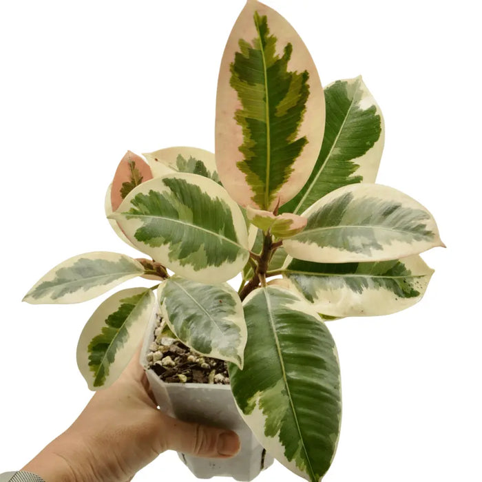 Ficus tineke