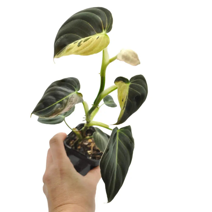 Philodendron melanochrysum variegata