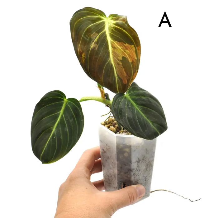 Philodendron melanochrysum variegata