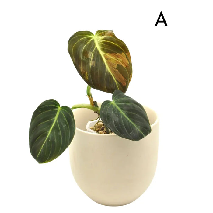 Philodendron melanochrysum variegata