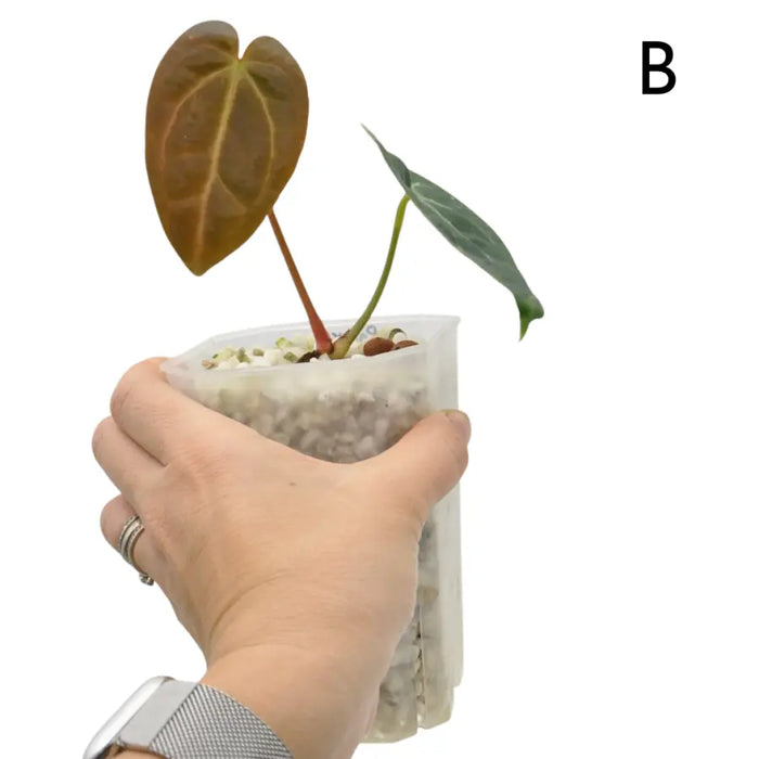 Anthurium papillilaminum x