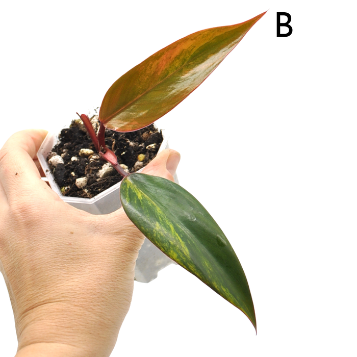 Philodendron Strawberry Shake