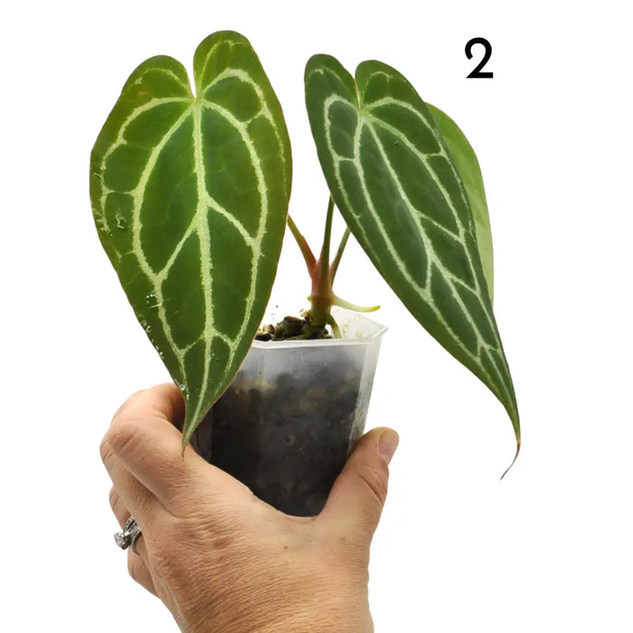 Anthurium Crystallinum x (soil)