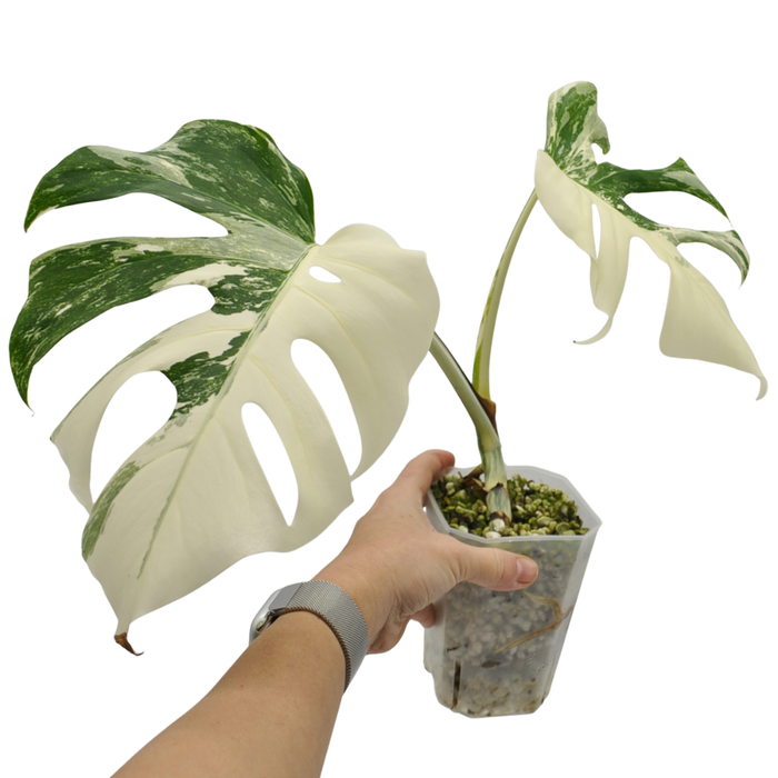Monstera Borsigiana 'Albo' Variegata (hydro)
