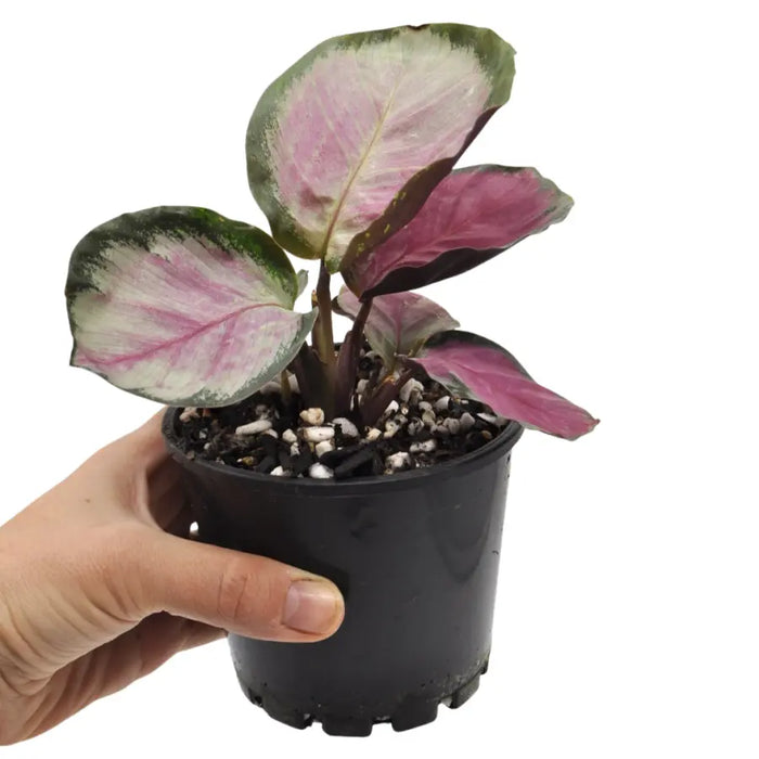 Calathea Rosy