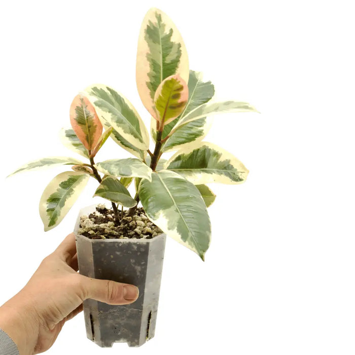 Ficus tineke
