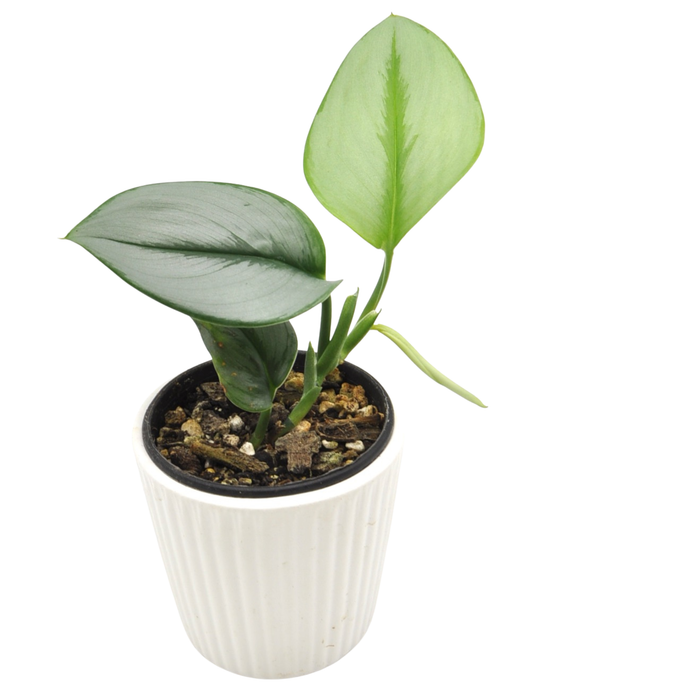 Scindapsus Treubii Moonlight