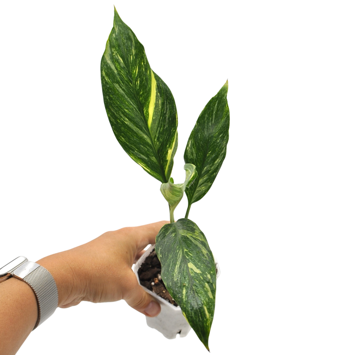 Spathiphyllum Jet Diamond