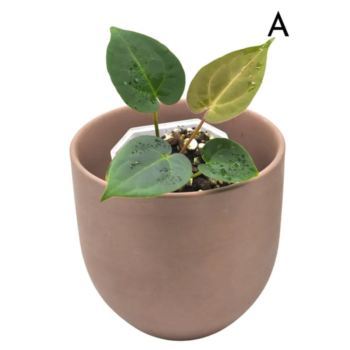 Anthurium (Hoffmannii x Crystallinum ) X ( Forgetii x Crystallinum)