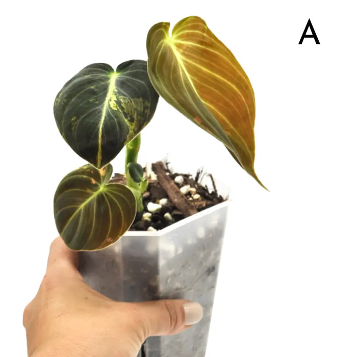 Philodendron melanochrysum variegata