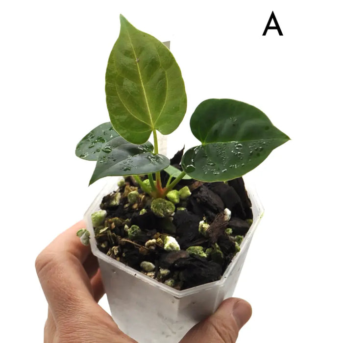Anthurium (Hoffmannii x Crystallinum ) X ( Forgetii x Crystallinum)