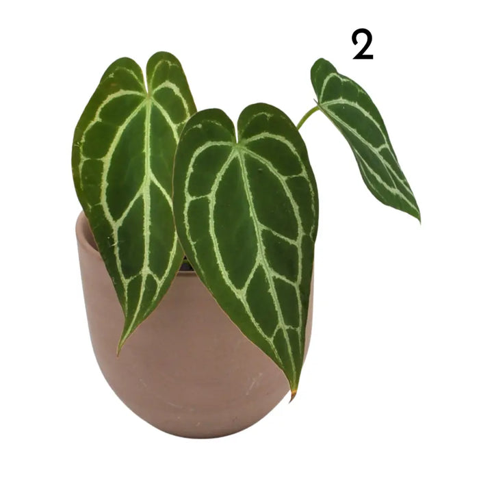 Anthurium Crystallinum x (soil)