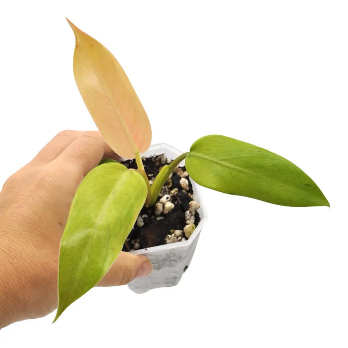 Philodendron Whipple Way