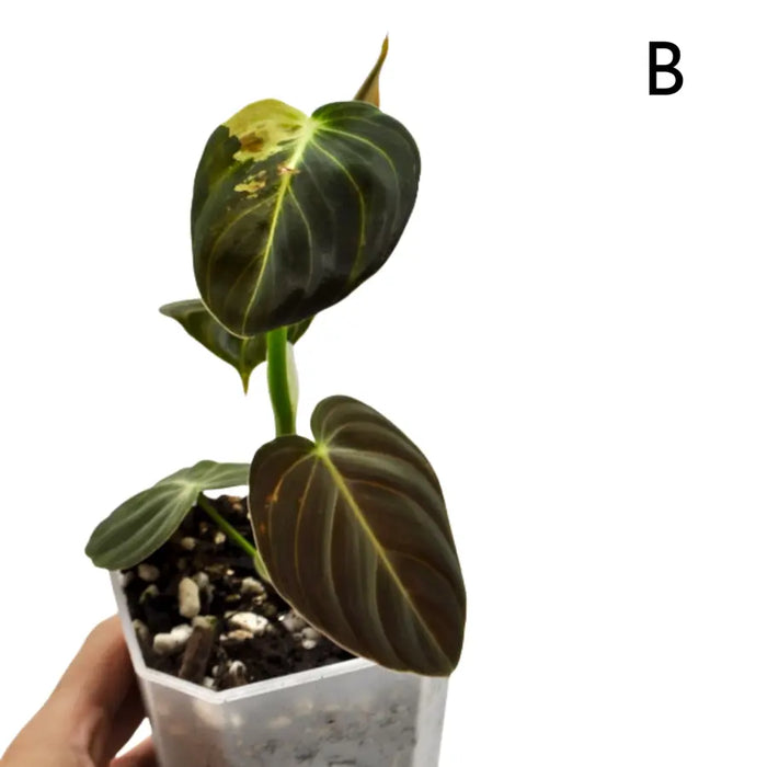 Philodendron melanochrysum variegata