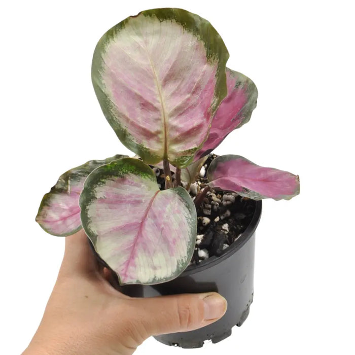 Calathea Rosy