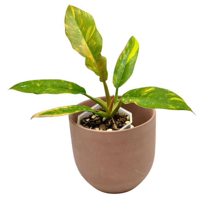 Philodendron Ring of Fire