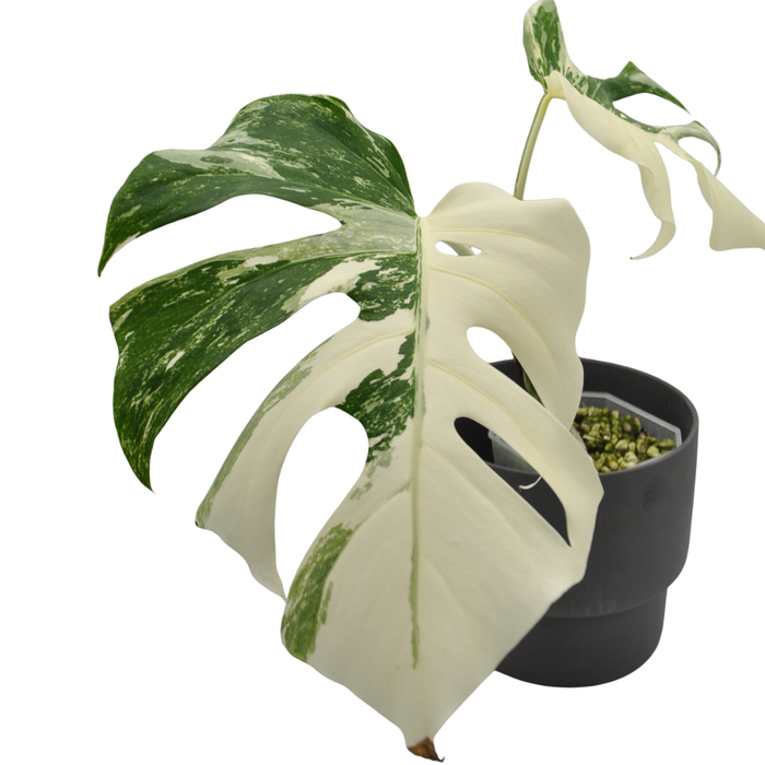 Monstera Borsigiana 'Albo' Variegata (hydro)