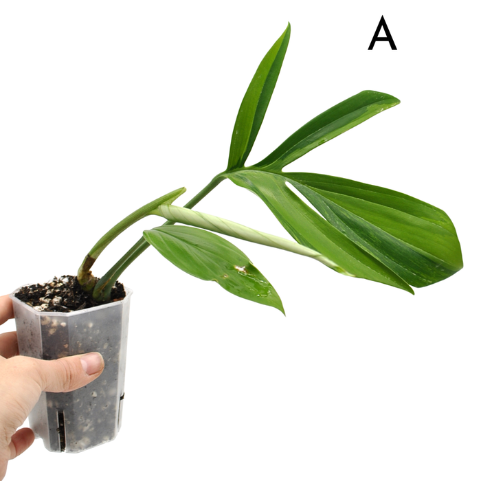 Rhaphidophora decursiva 'Aurea'