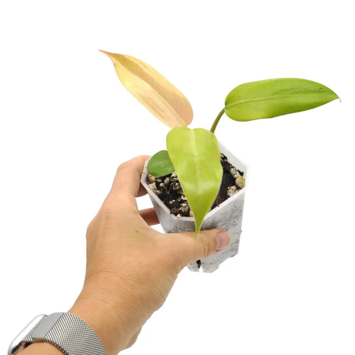 Philodendron Whipple Way