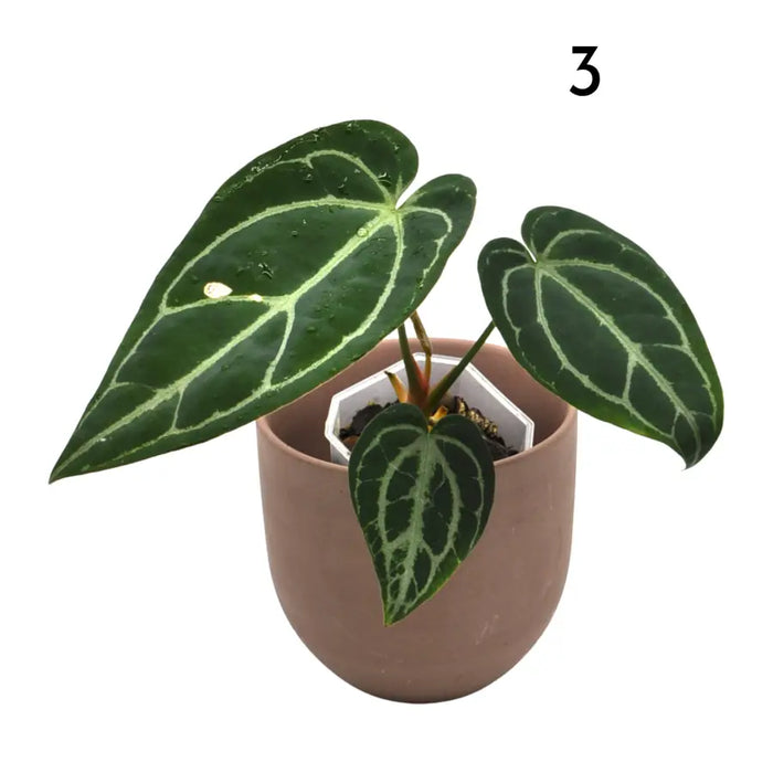 Anthurium Crystallinum x (soil)