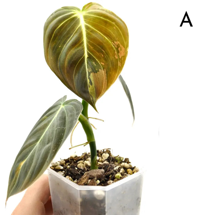 Philodendron melanochrysum variegata