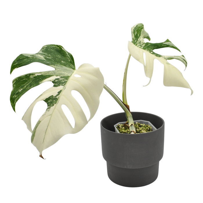 Monstera Borsigiana 'Albo' Variegata (hydro)