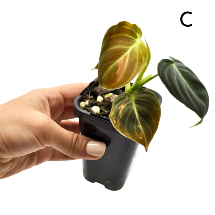 Philodendron melanochrysum variegata