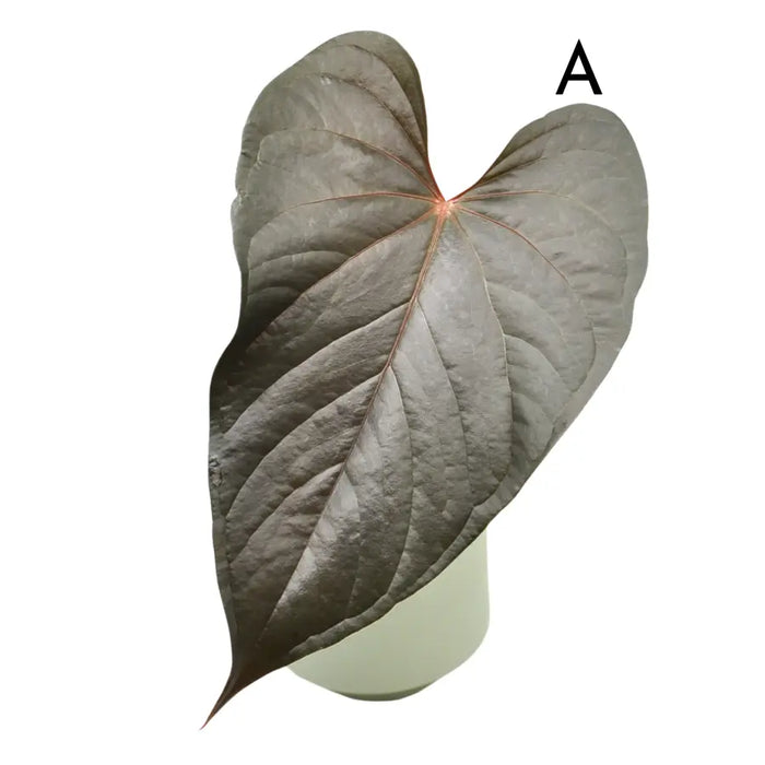 Anthurium Moodeanum