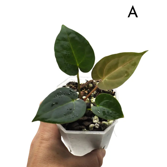 Anthurium (Hoffmannii x Crystallinum ) X ( Forgetii x Crystallinum)