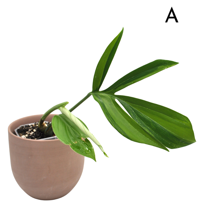 Rhaphidophora decursiva 'Aurea'