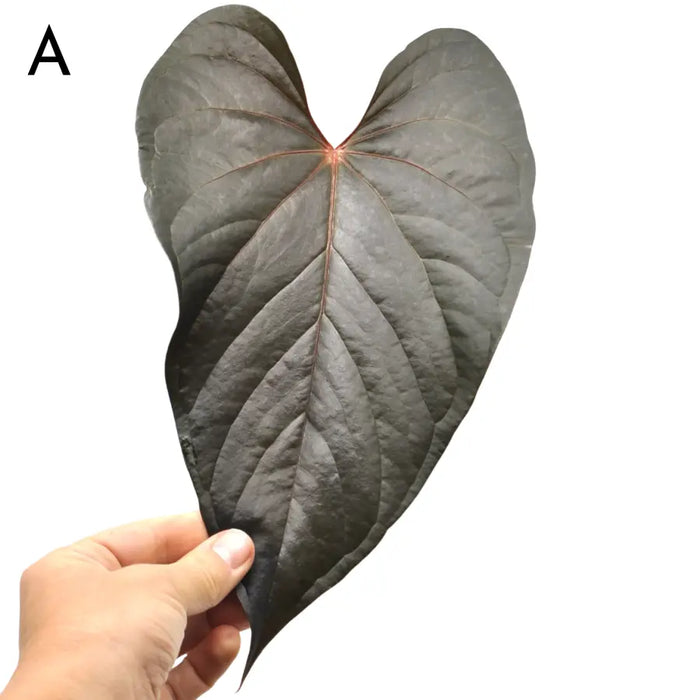 Anthurium Moodeanum