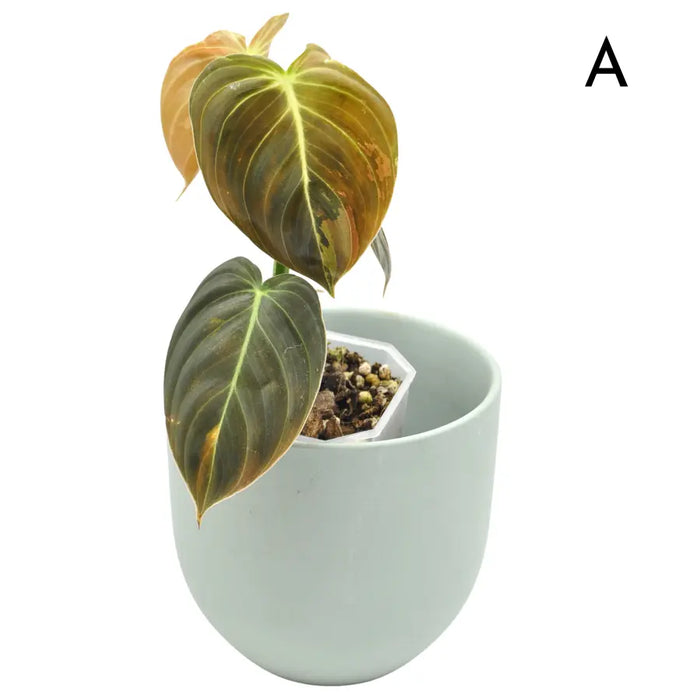 Philodendron melanochrysum variegata