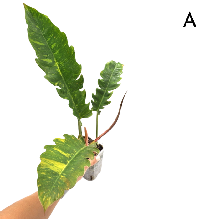 Philodendron Ring of Fire